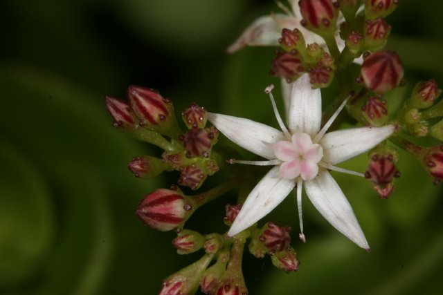 Pink and White Geranium Blossom
