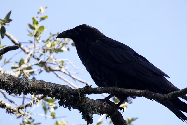 Raven Perched Regally on Lichen-Covered Branch