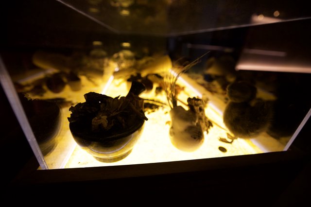 Illuminated Museum Display Case with Ancient Artifacts