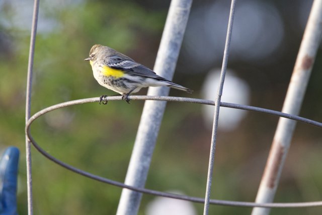 The Fort Mason Finch: An Emberizidae's Moment
