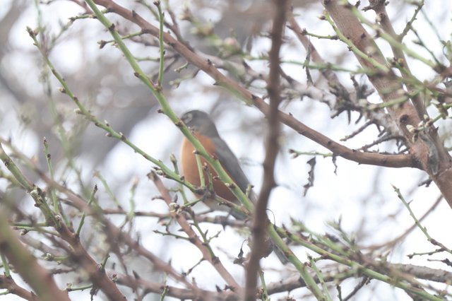 American Robin Perched Among Bare Winter Branches