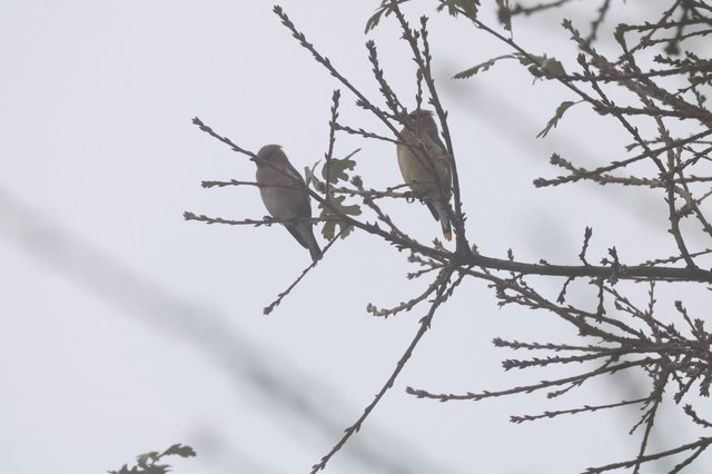 Two Finches Perched on Winter Branches