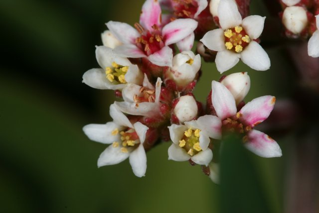 Lovely Geranium Blossom