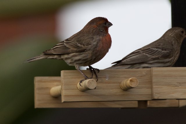 Feathered Companions at Rest