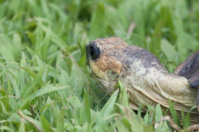 Tranquil Gaze - A Tortoise in the Wild Grass