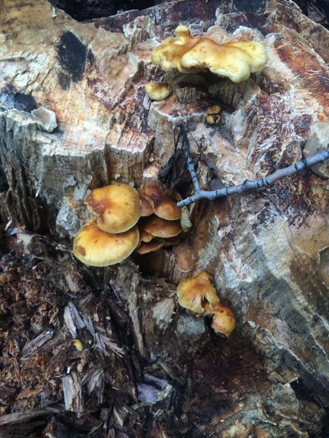 Fungi Feast