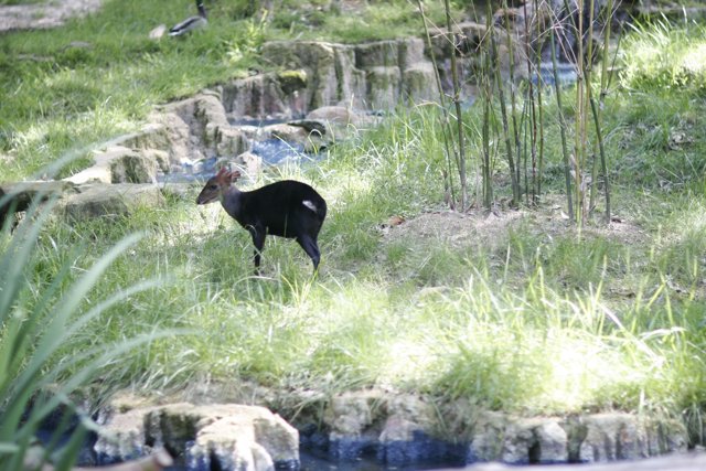The Black Deer by the Pond