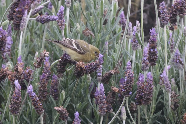 Lesser Goldfinch Feeding on Lavender Blossoms
