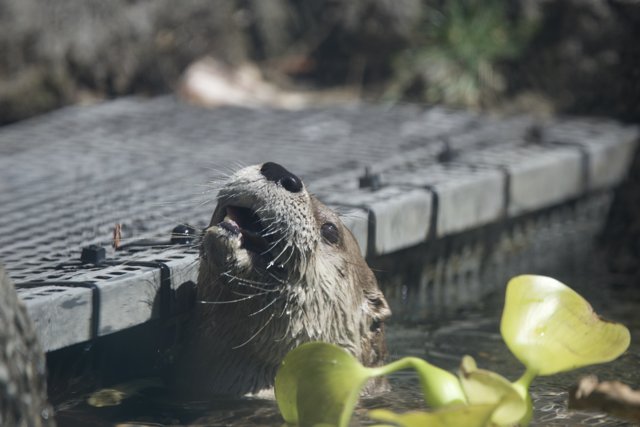 Curious Otter Emergence