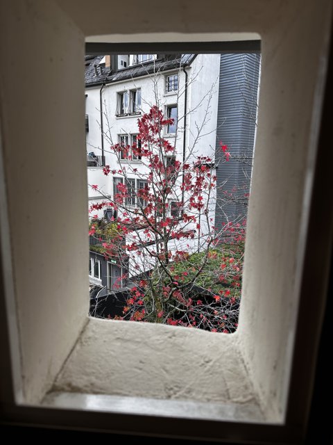 Window View of a Tree in Zürich
