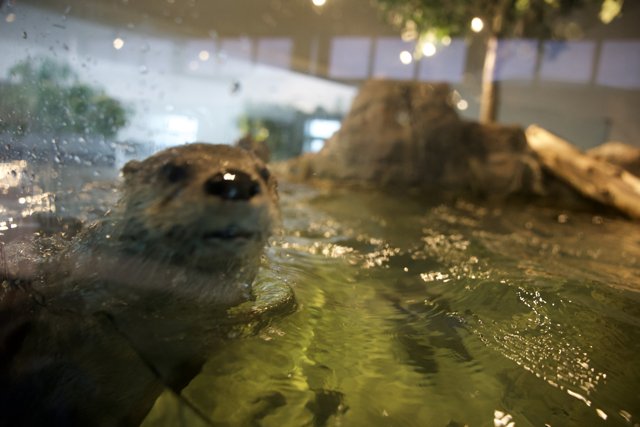 A Playful Dip at San Diego Zoo