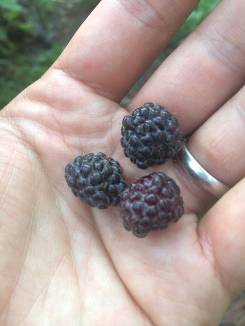 Handful of Delicious Blackberries