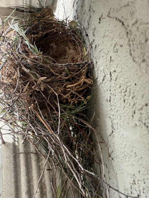 Nature's Cradle by the Wall