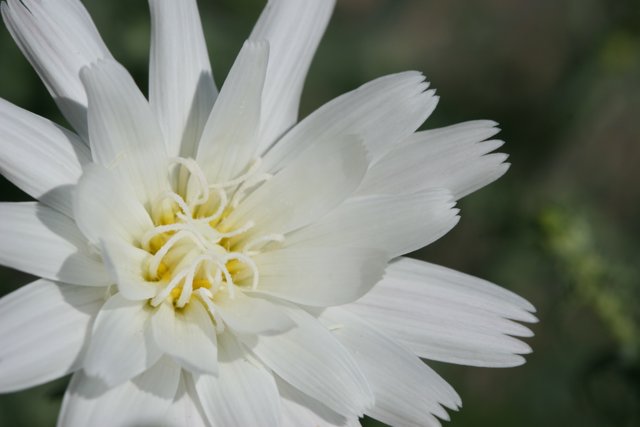 Pure and Simple: A White Daisy Flower