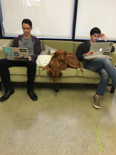 Two Men, One Dog, and a Couch