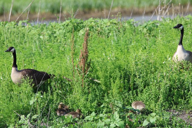 Canada Goose Family in Wetland Grasslands