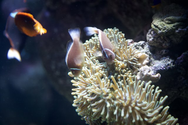 Two Clown Fish in a Coral Reef Aquarium