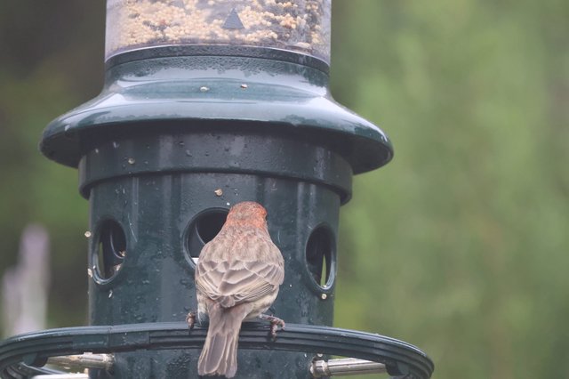 House Finch at Backyard Bird Feeder