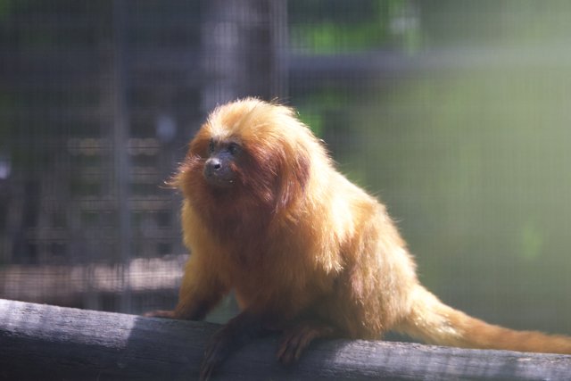 Glimmering Golden: A Lion Tamarin at Honolulu Zoo