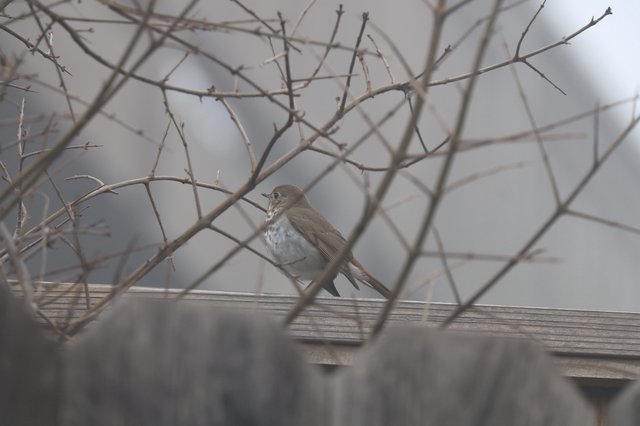 Hermit Thrush Perched Among Winter Branches