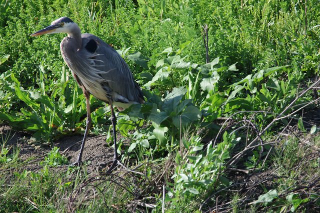 Great Blue Heron Wading in Wetland Vegetation