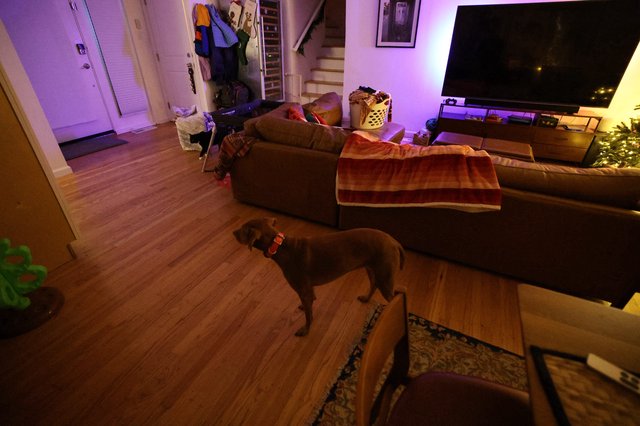 Dog Watching Late Night TV in Purple-Lit Living Room
