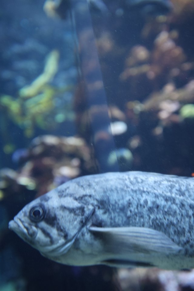 Silver Fish in Aquarium with Coral Background