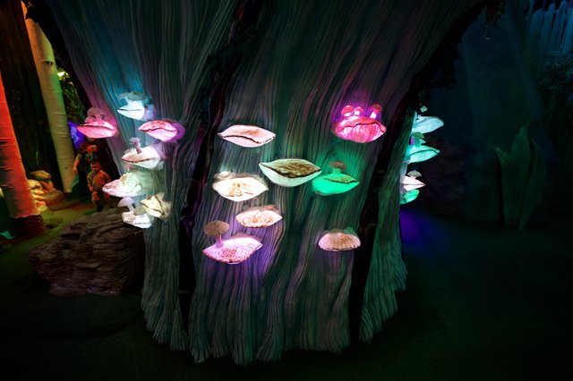 Illuminated Mushroom Shelf Display in Fantastical Forest Setting