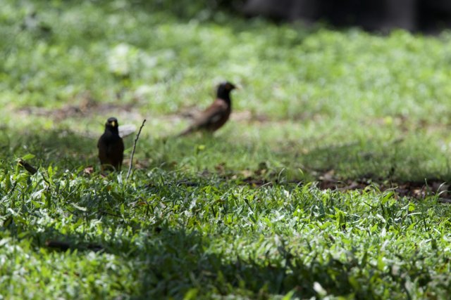 Whispers of the Wild: Blackbirds at the Honolulu Zoo
