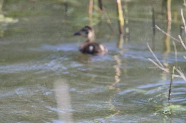 Ruddy Duck Pair Swimming in Wetland Waters