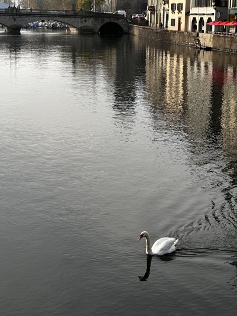Graceful Swan Glides Through Zurich Canal
