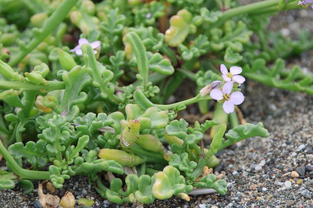 Delicate Sea Rocket Blooms Among Sandy Shore
