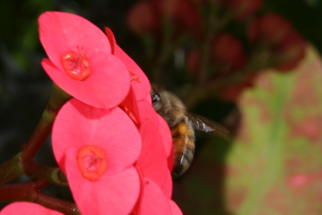 Bee Among Begonias