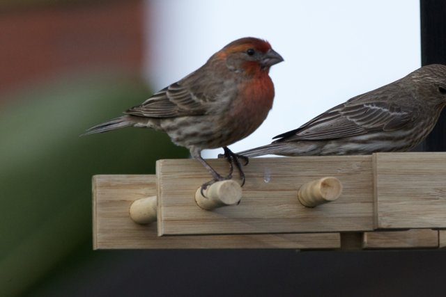 Feathered Companions