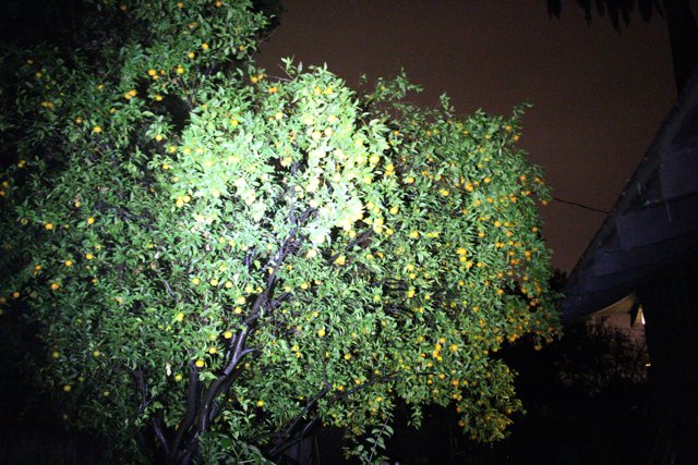 Orange Harvest Under the Night Sky