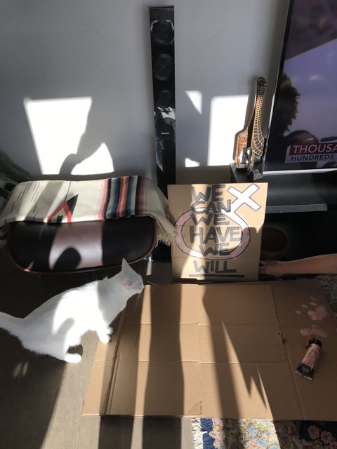 The White Cat and the TV Box