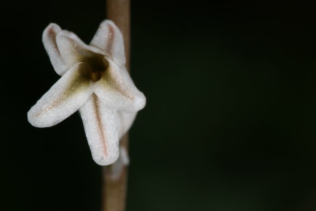 A Delicate White Amaryllidaceae Flower