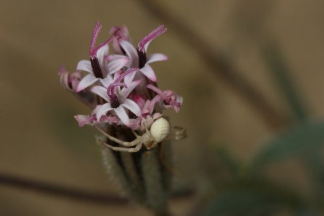 Spidery Visitor on Desert Flower