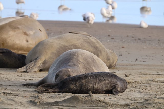 Elephant Seals Resting on Drakes Beach Sand