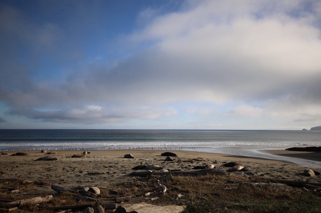 Coastal Seascape with Rocky Beach and Gathering Birds