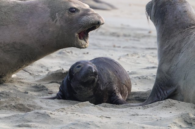 Elephant Seal Pup Between Protective Adults at Drakes Beach