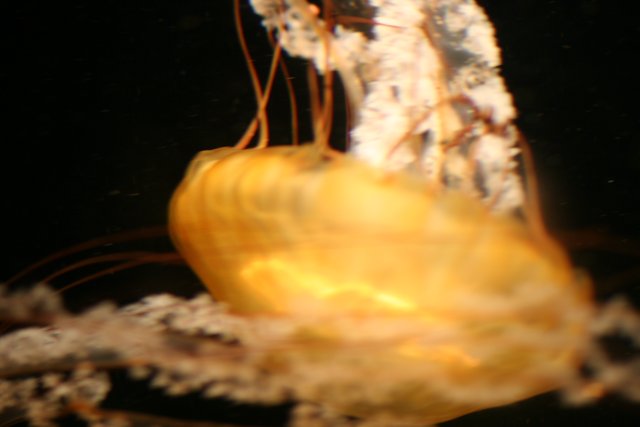 Luminescent Jellyfish in the Dark
