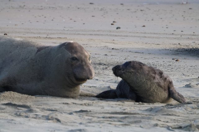 Elephant Seal Pups Resting on Drakes Beach