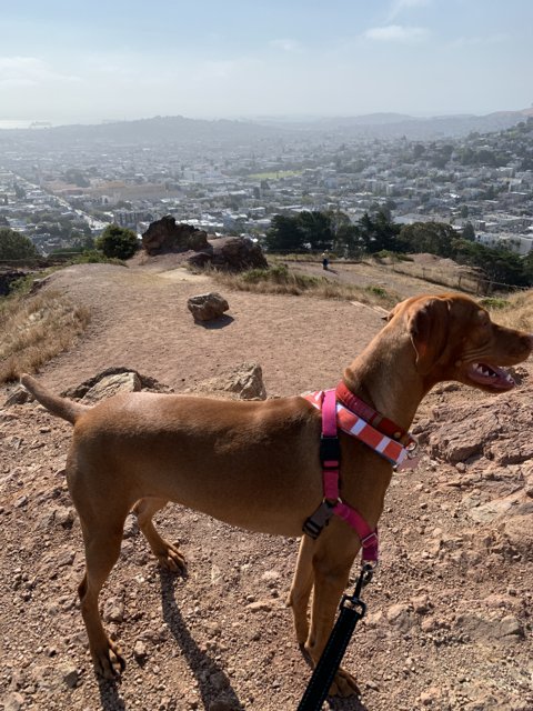 Pink-Collared Vizsla on the Hill