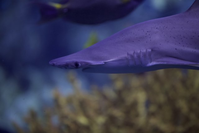 The Magnificent Purple Shark