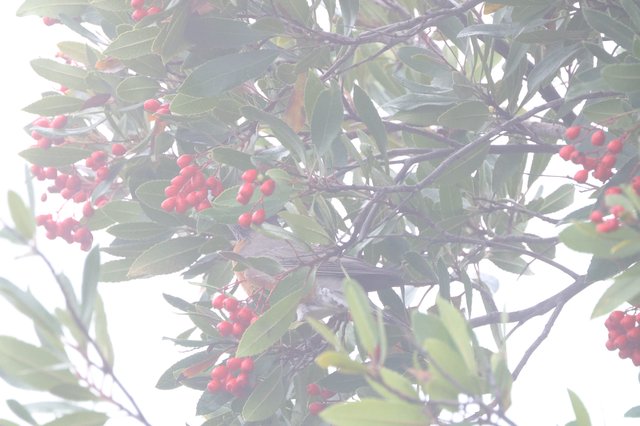 Red Berries on Misty Winter Branches