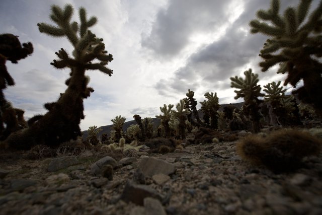 Desert Cacti Oasis