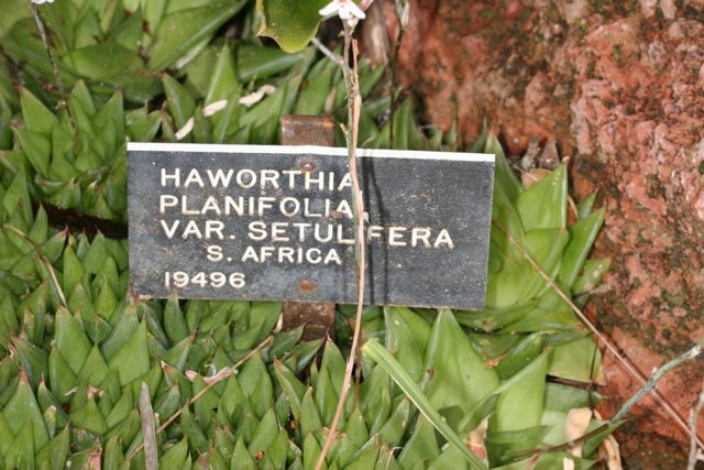 Sign for Haworthia Plantofolia Var Setterterra