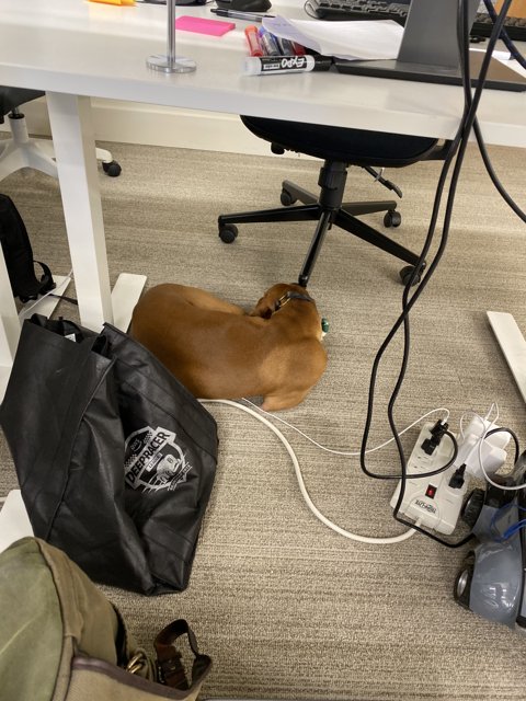 Under-Desk Companion