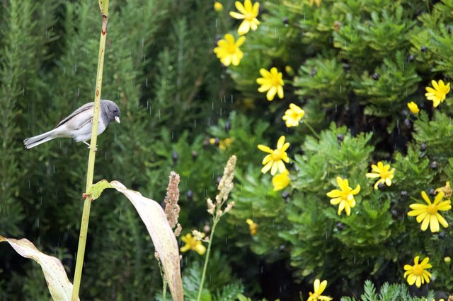 Small Bird Perched in Rain with Yellow Wildflowers